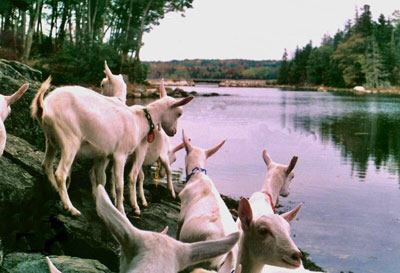 Goats by the water at Sunset Acres Farm